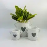 Heart plant pot