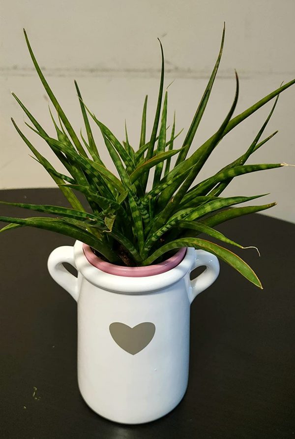 EagleWiz White Ceramic Planter Pot / vase attractive Heart shape with Handles 14cm - Image 2